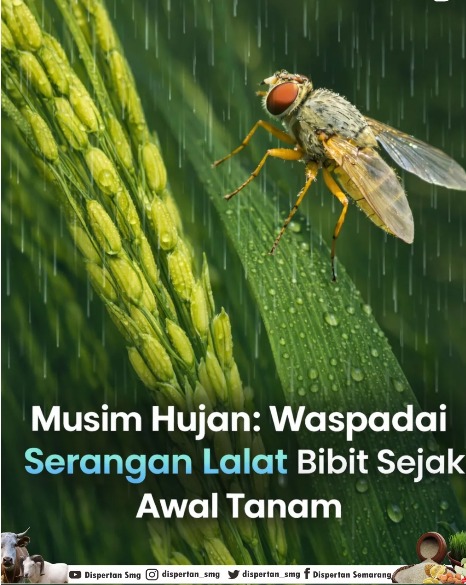 Foto Berita Musim Hujan Waspadai Serangan Lalat Bibit Sejak Fase Awal Tanam